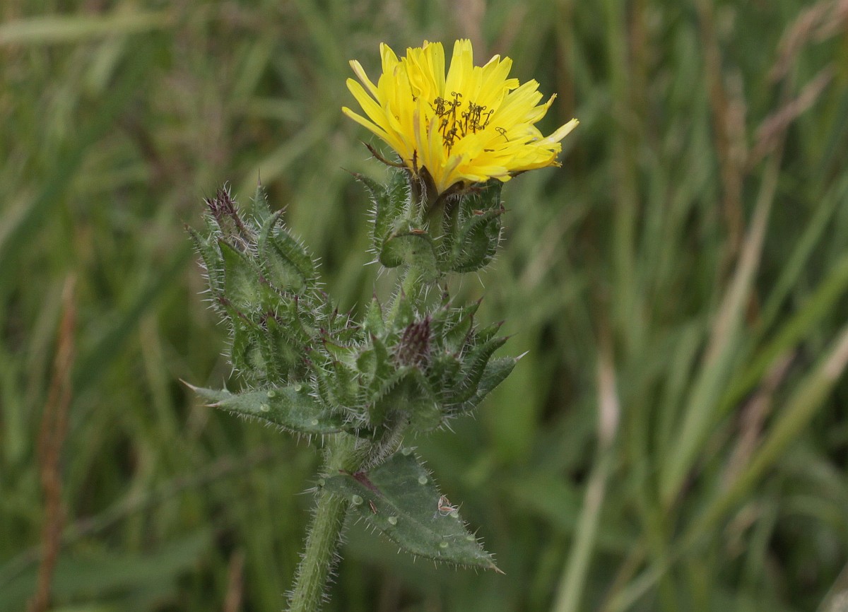 Picris echioides, Bristly Oxtongue